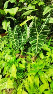 Guatiguara dónde Orlando