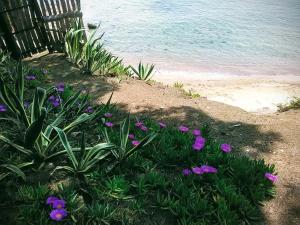 Ladys house on the beach