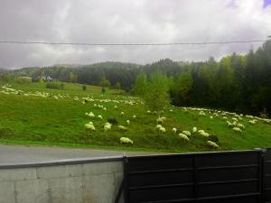 Willa Pienińska 123