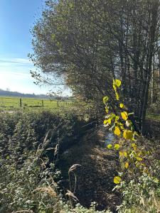 Cottage am Rosencarree