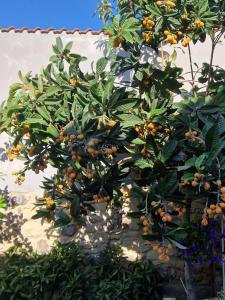 Casa S'Urtzula img46