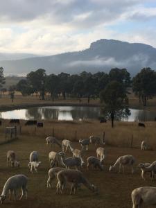 Starline Alpacas Farmstay Reso..