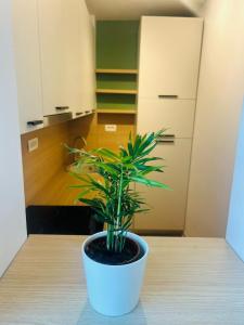 Studio Lumiere Timișoara