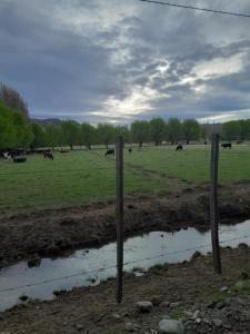 Calafates y lavandas