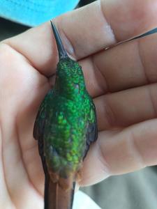 Granja Agua Azul, Wi-FI,AC-WC,Parking,la Fortuna