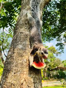 Sigiriya Arecanut Garden