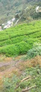 RIYA WOOD HOUSE Kodaikanal