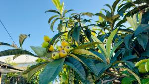 Mini farm house at Mangohill
