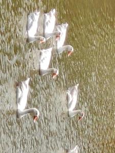 Paradise Farm Alibaug