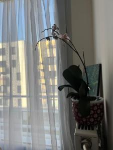 Bright studio with terrace