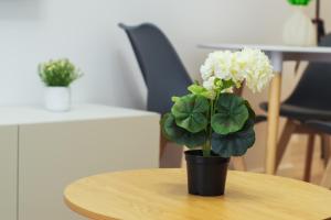 Wish of a Day - central