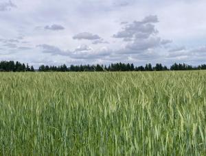 Cabaña Vista Bosque