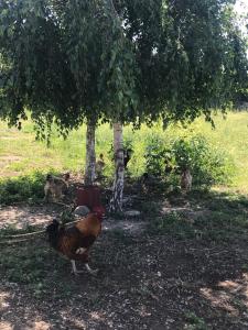 Le gîte de la Massoterie