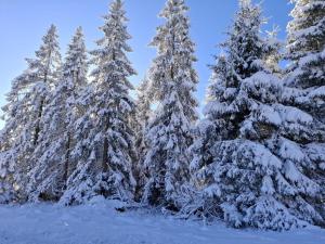 FeWo Harzer Leidenschaft bis 2 Hunde Willkommen TOP Lage DTV 5 Sterne 3 Pfoten