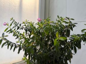 Cosy Estudio Marbella Centro