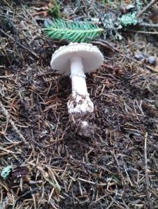 Pensiunea Bălcești Beliș Apuseni