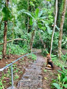 Steps to Sea Cacao Farm & Avid Birder Sanctuary