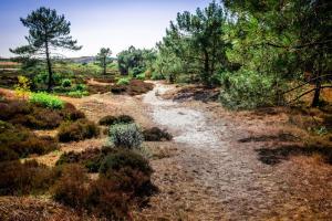 Duynhof nabij Strand, duinen, bos en stad - 5 personen