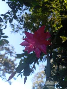 Cabaña en alquiler - oxapampa