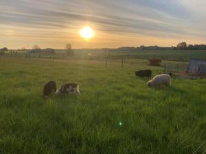 4 person holiday home in Skibby-By Traum