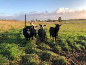 4 person holiday home in Skibby-By Traum