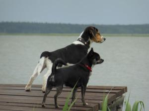 Boddenhaus "Piratenest Darss" by the water with dog