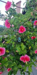 Casa Ingleses com piscina 0232