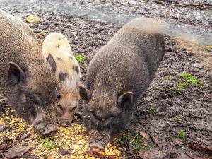 4 person holiday home in Højer