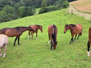 Holiday apartment with 1 bedroom