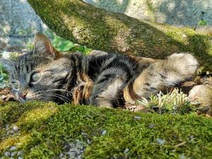 Holiday apartment with 1 bedroom