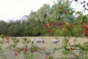 Modern Country Cottage Stay