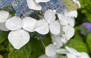 Bosvilla Berk met een Jacuzzi