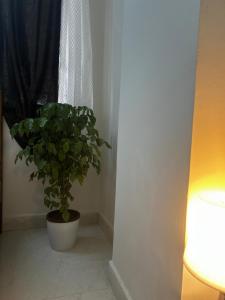 Luxury New Fully Equipped Dream Apartment