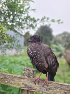 Hospedaje Bosque del Río