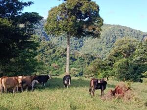 Hospedaje Bosque del Río