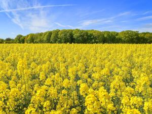 5 person holiday home in Sæby-By Traum