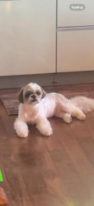 Casablanca Vacation House, 海の見える ペット可 ビリヤード, 本部町