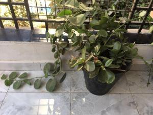 Luxury house, near to airport, AC, Wifi