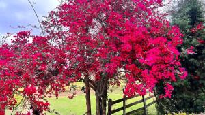 Sítio interior de São Paulo - eventos e temporadas