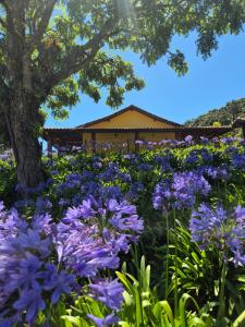 chales 03 canário fogo