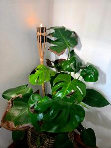 Maison atypique médiévale