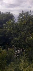 Paripuranam - 1 BHK house - Walkable dist to Sri Ramanasramam