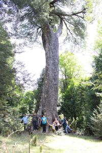 10 hectáreas de montaña con cabaña, senderos, saltos de agua y más