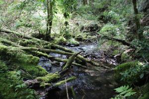 10 hectáreas de montaña con cabaña, senderos, saltos de agua y más