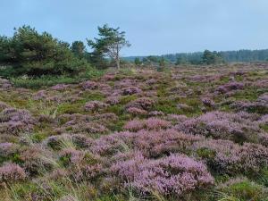 6 person holiday home in Rømø