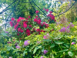 Haus Haselmaus - Zaunkönig