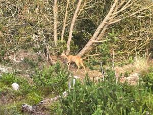 Unique Location On A Large Sunny Natural Plot