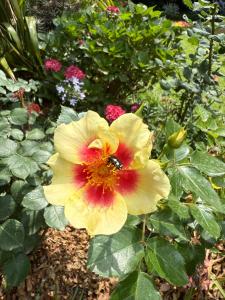 Tambo Touchdown Suites