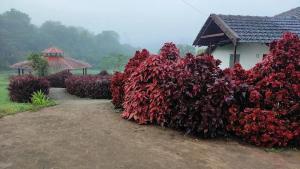 Aagani Gudda Nature Stay Resort