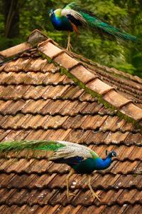 Rose Dale Guest Inn Ella